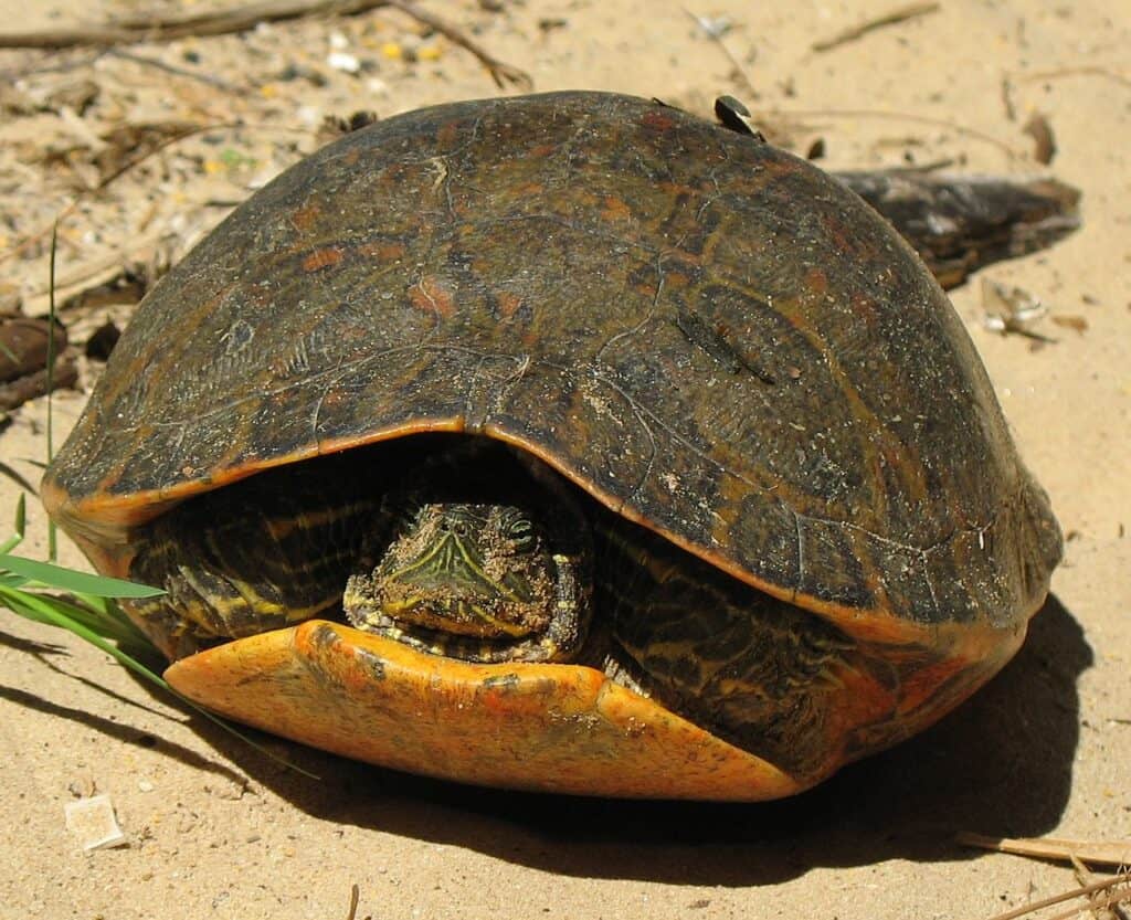 Tartaruga Cooter dal ventre rosso dell'Alabama (Pseudemys alabamensis)