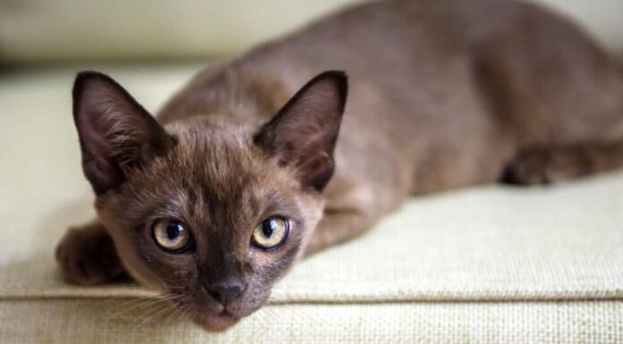 gatti birmani ipoallergenici