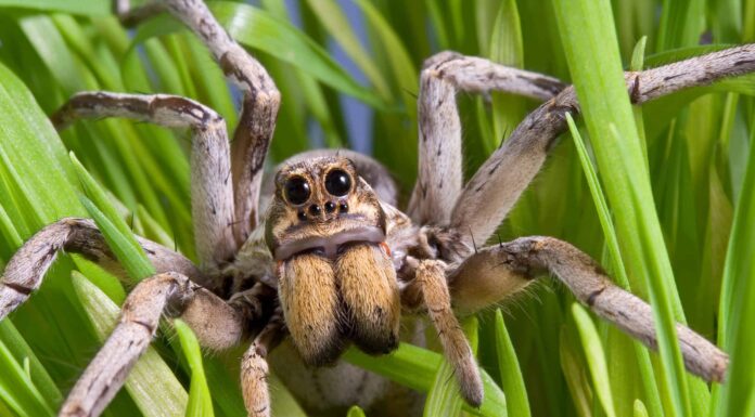 I 6 migliori tipi di ragni da tenere come animali domestici, in classifica
