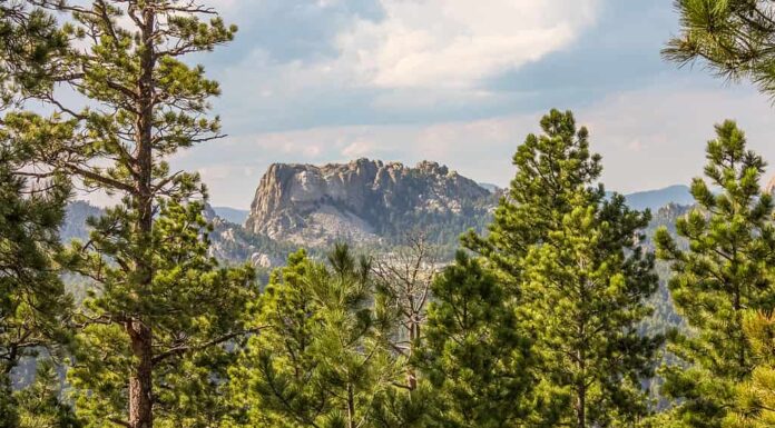 Vista in lontananza del Monte Rushmore nella foresta delle Black Hills, South Dakota