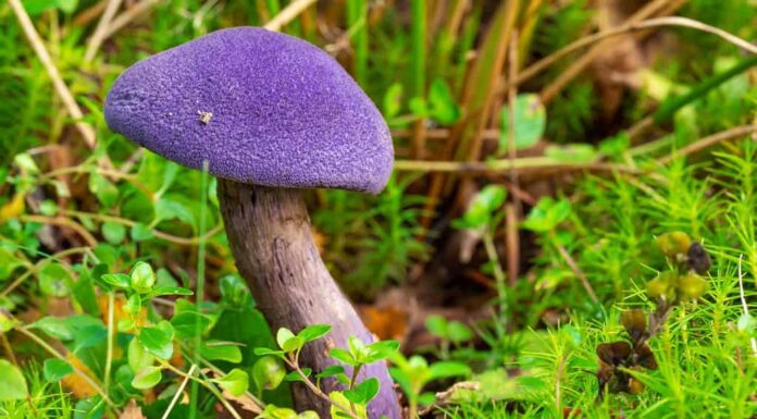 Cortinarius violaceus, comunemente noto come fungo viola