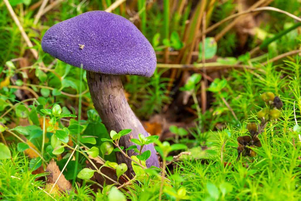 Cortinarius violaceus, comunemente noto come fungo viola