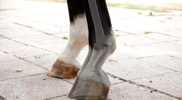 cavallo Radiografia della gamba e dello zoccolo mediante controllo medico del veterinario