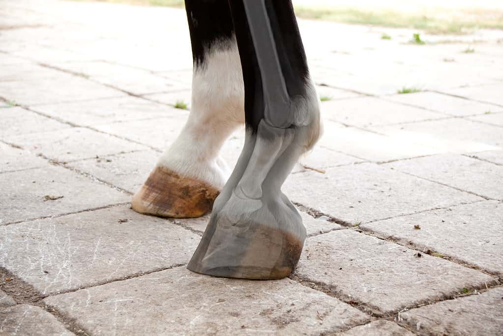 cavallo Radiografia della gamba e dello zoccolo mediante controllo medico del veterinario