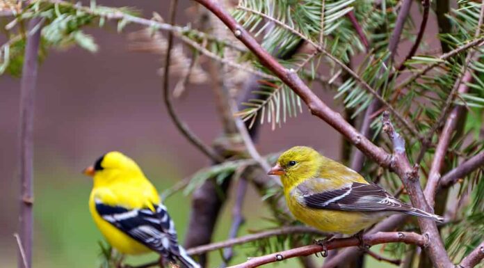 Foto e immagine del cardellino americano.  Coppia vista laterale ravvicinata appollaiata su un ramo con sfondo forestale nel loro ambiente e habitat