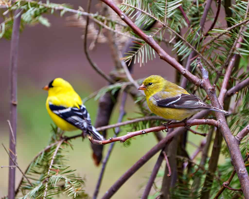 Foto e immagine del cardellino americano.  Coppia vista laterale ravvicinata appollaiata su un ramo con sfondo forestale nel loro ambiente e habitat