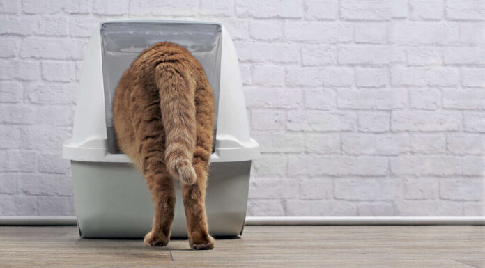 Il gatto rosso entra in una lettiera.  Immagine orizzontale con spazio per la copia.