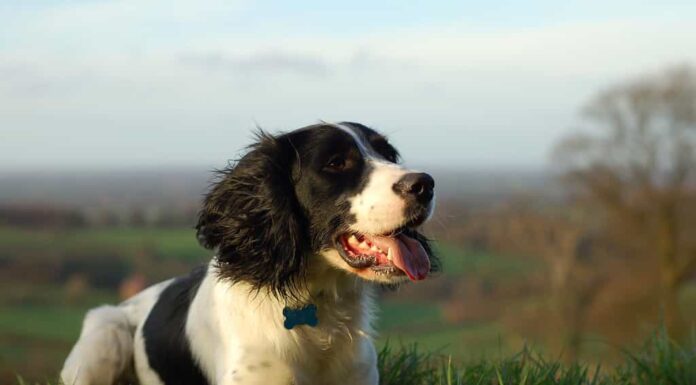 Durata della vita dello Springer Spaniel inglese