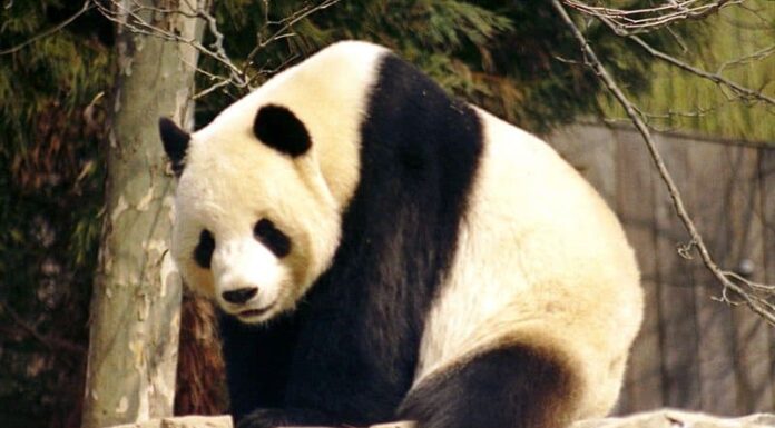 Oltre 60 nomi di panda giganti carini e divertenti
