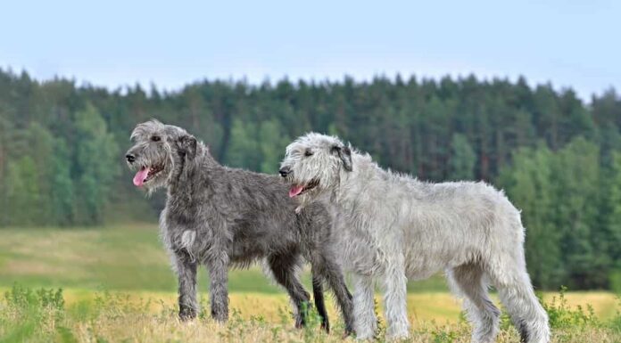 Cani simili ai San Bernardo - Due levrieri irlandesi grigi e bianchi in piedi nel mezzo di un campo autunnale