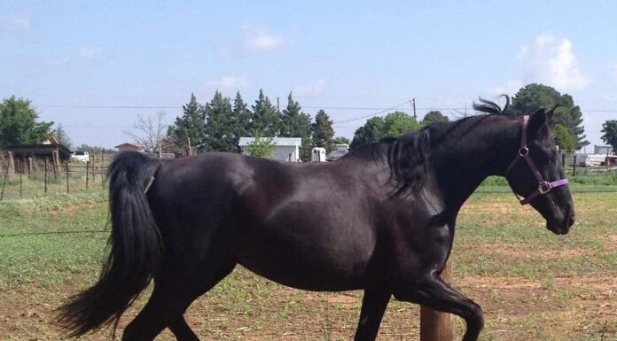 Cavallo Fox Trottatore del Missouri