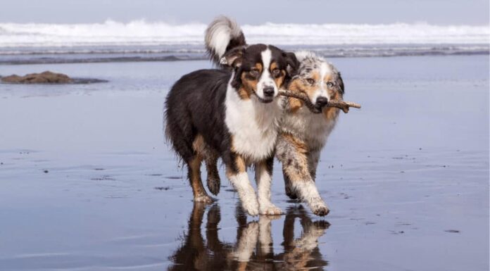 perché i cani gobbano?