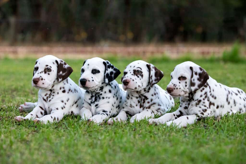 cuccioli dalmata