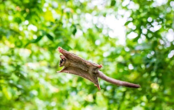 Petauri dello zucchero visti in un giardino verde, saltano e volano da un albero all'altro