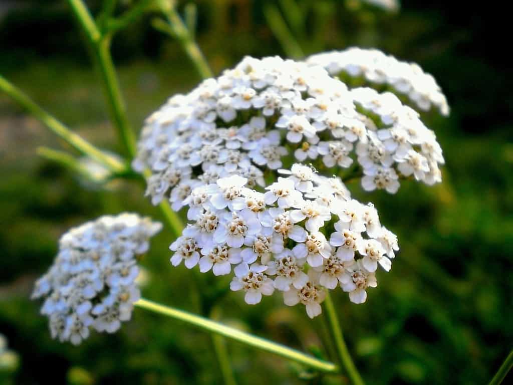 Achillea millefolium fiori bianchi da vicino, sfondo floreale foglie verdi.  Modello di achillea, vista dall'alto di millefoglie.  Erbe naturali organiche medicinali, concetto di piante.  Achillea selvatica, fiore selvatico