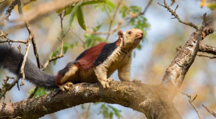 Scoiattolo gigante indiano o Ratufa indica in una foresta a Thattekkad, Kerala, India.