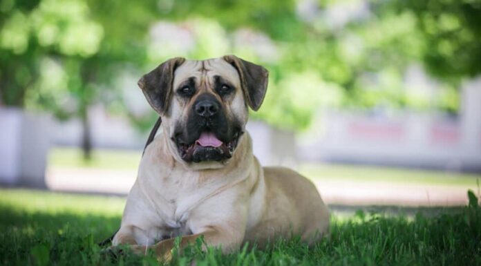 Presa Canario all'ombra