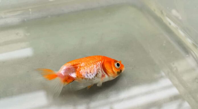 Quando un pesce rosso muore, può trasportare parassiti o malattie dannose per gli ecosistemi locali.