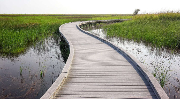 Passeggiata attraverso la palude nel Sabine National Wildlife Refuge in Louisiana