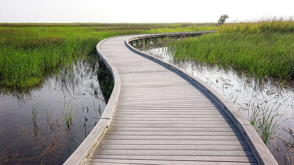 Passeggiata attraverso la palude nel Sabine National Wildlife Refuge in Louisiana