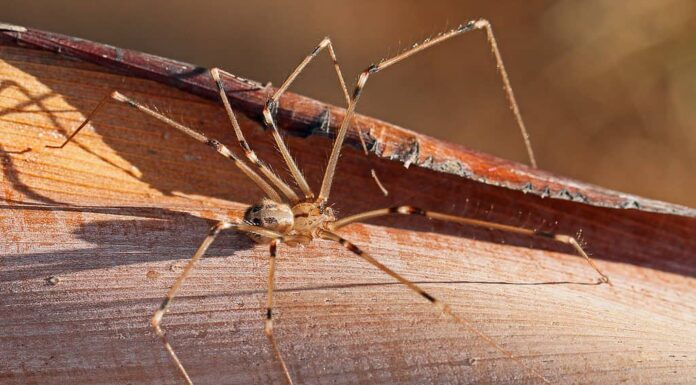 Ragno gigante dalla gamba lunga, Artema Atlanta
