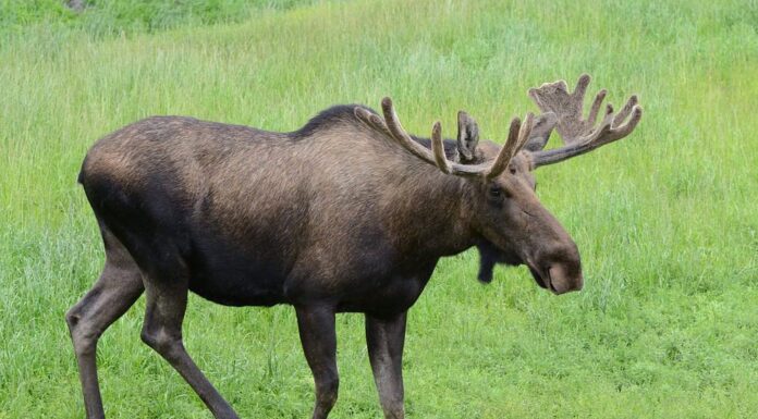 Toro delle alci selvatiche in estate