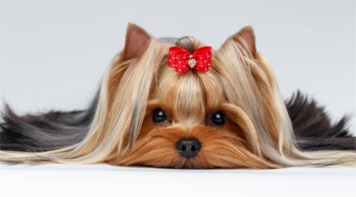 Uno Yorkshire terrier con un fiocco rosso