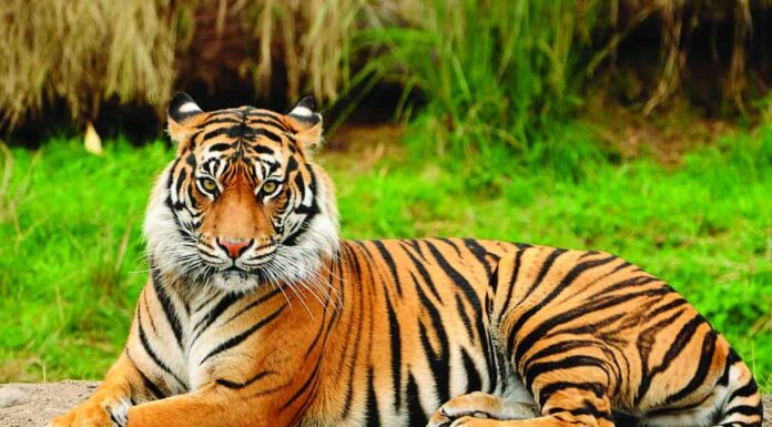 Ritratto di un allarme reale della tigre del Bengala e fissando la macchina fotografica.  Animale nazionale del Bangladesh