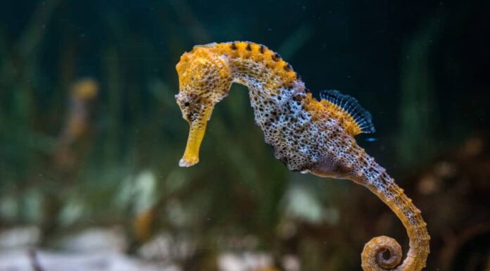 Cavalluccio marino snello