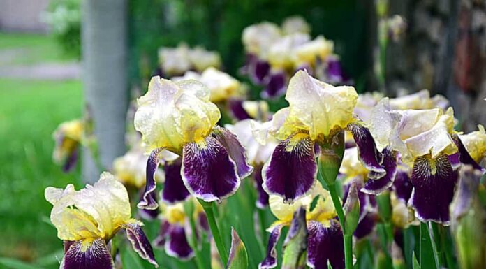 Fiori di iris portati gialli e viola che crescono in un giardino
