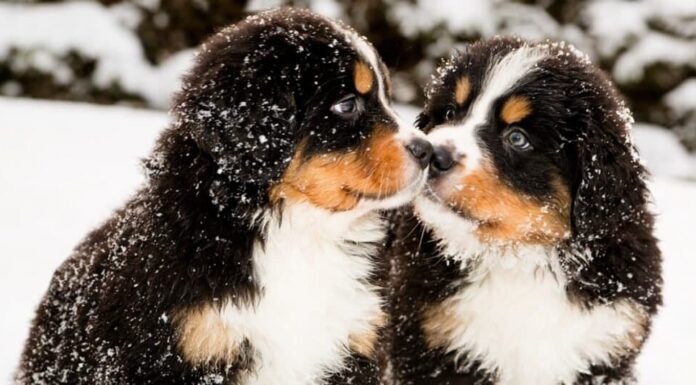 Cuccioli di Bovaro del Bernese nella neve