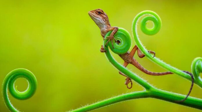 drago barbuto da compagnia