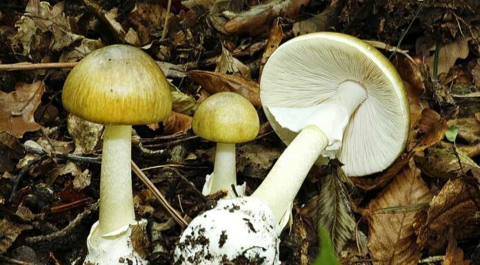 Amanita phalloides, ovvero il fungo velenoso Death Cap