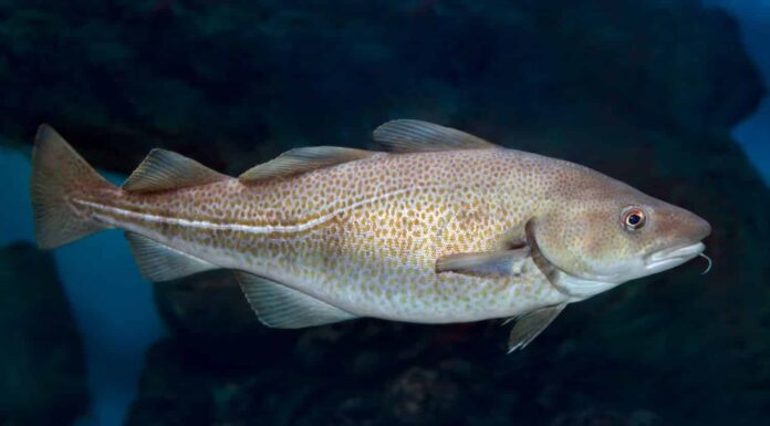 33 cibi fermentati da tutto il mondo
