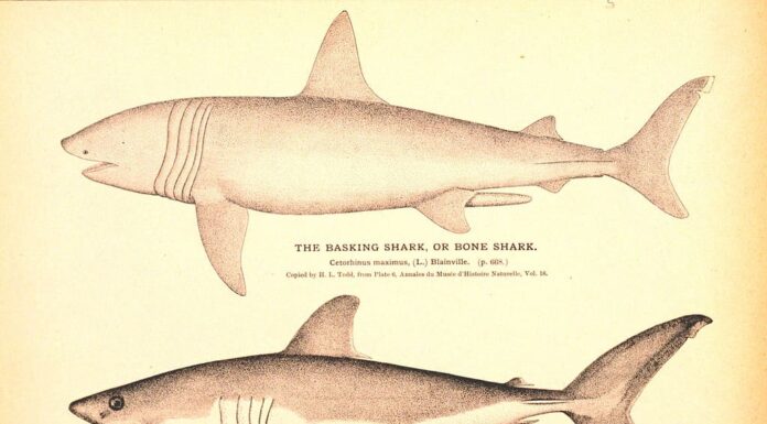 Disegno dello squalo elefante dello smeriglio