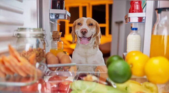 Cane che ruba il cibo dal frigorifero.