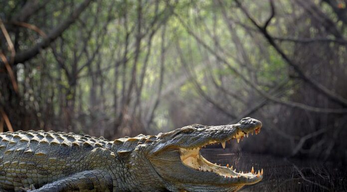 Grande coccodrillo, Parco Nazionale, Sri Lanka