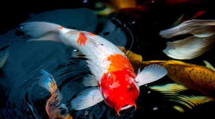 Carpa fantasia che nuota in uno stagno.  Carpe fantasia o pesci Koi nuotano nello stagno, movimento del nuoto e dello spazio.