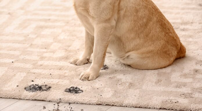Cane carino che lascia impronte di zampe fangose ​​sul tappeto