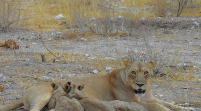 Cuccioli che allattano a Etosha, Namibia