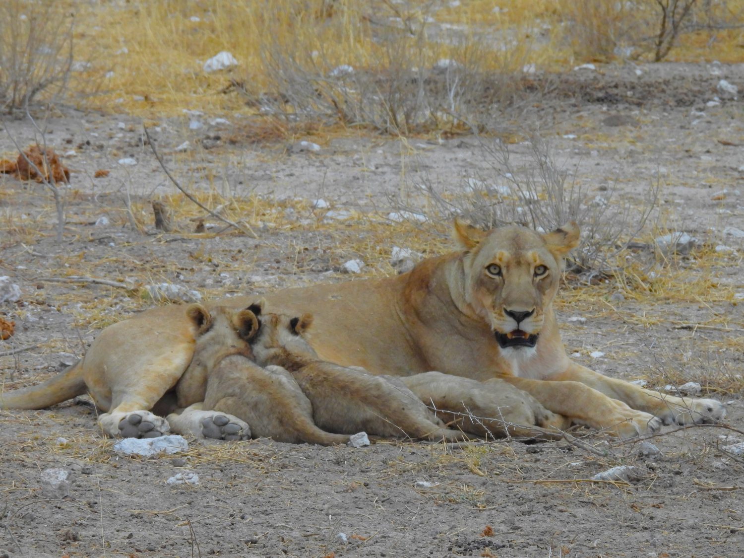 Cuccioli che allattano a Etosha, Namibia
