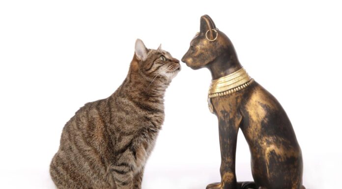 8 degli animali più sacri delle religioni del mondo
