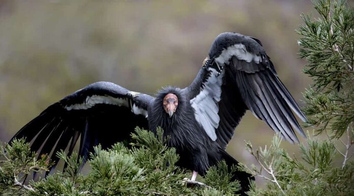 Condor