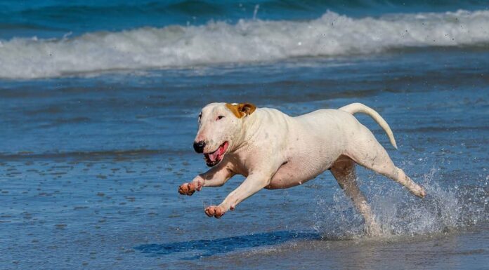 Cane Bull Terrier che delimita le acque poco profonde sulla spiaggia.