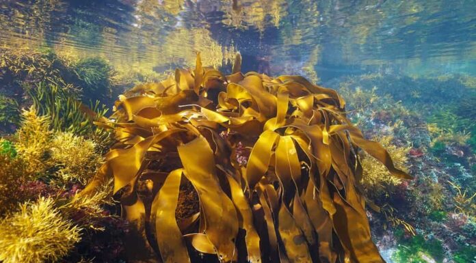 Alghe nell'oceano, alghe kelp dorate, Laminaria ochroleuca, scena subacquea, Atlantico orientale, Spagna