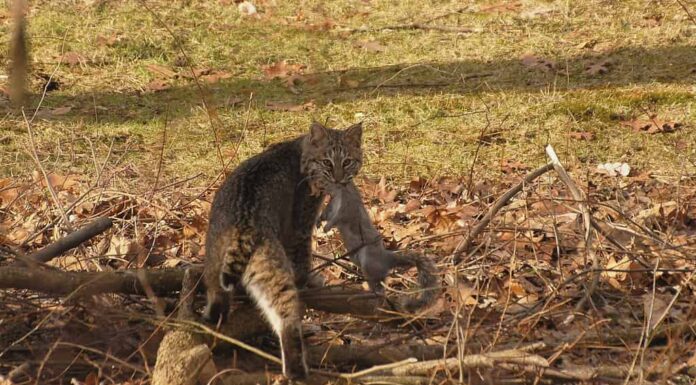 Bobcat