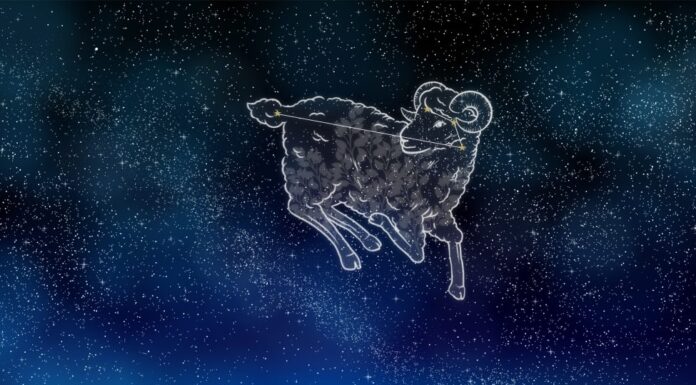 Ariete e campo di tulipani