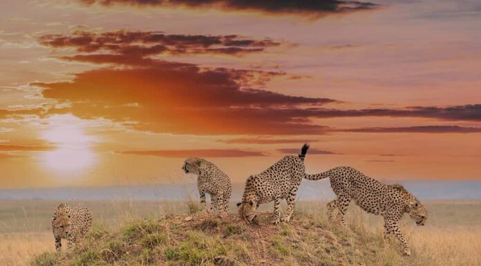 La famosa coalizione di ghepardi chiamata Tano Bora segna il loro territorio durante la bellissima alba, Riserva Nazionale Masai Mara, Kenya