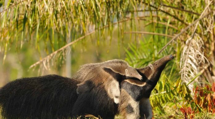 Formichiere gigante con bambino