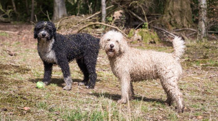 Colori dei cani da acqua portoghesi: dal più raro al più comune
